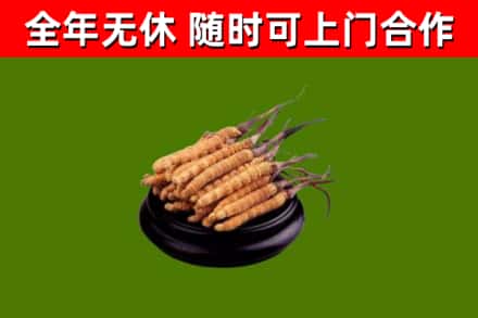 芝罘烟酒回收冬虫夏草.jpg